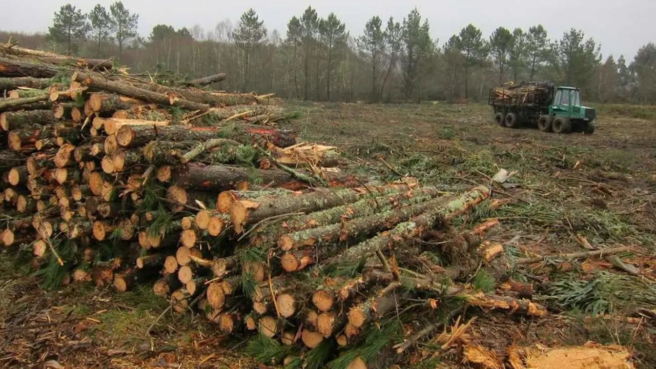 Madera cortada en Vilalba.