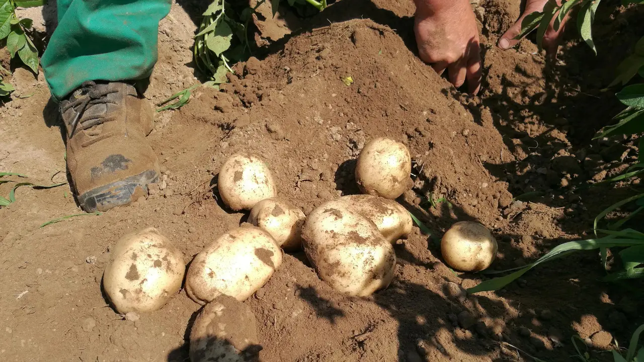 Recogida de patatas. IXP PATACA DE GALICIA