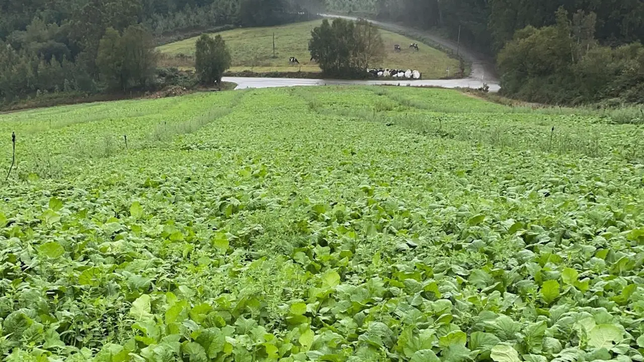 Plantación de grelos en A Mariña. EP