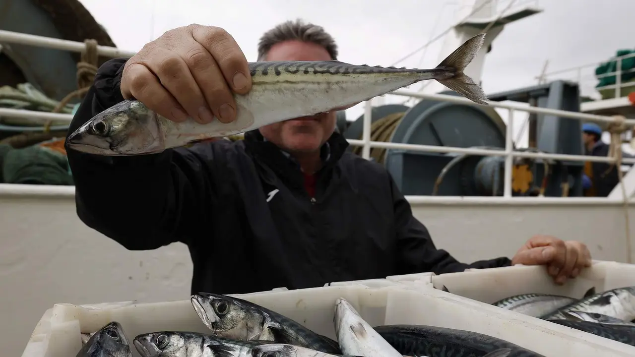 Barcos descargando las primeras xardas en el puerto de Burela. JOSÉ Mª ÁLVEZ