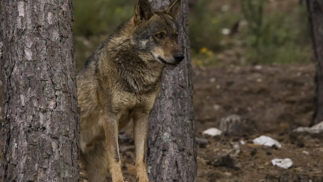 Un ejemplar de lobo. EP