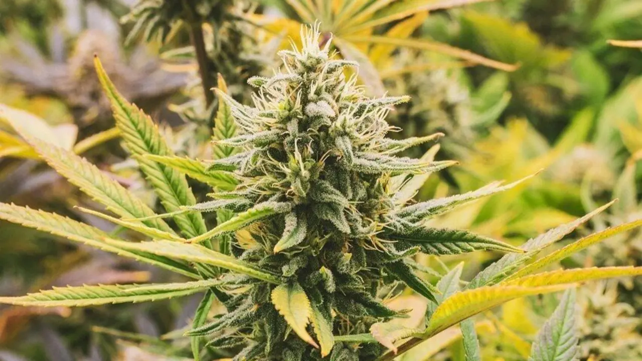 ¿Cuál es la diferencia entre el cáñamo y la marihuana?