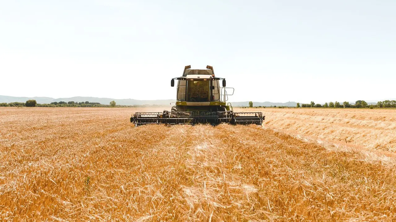 Cosecha de cebada. EP