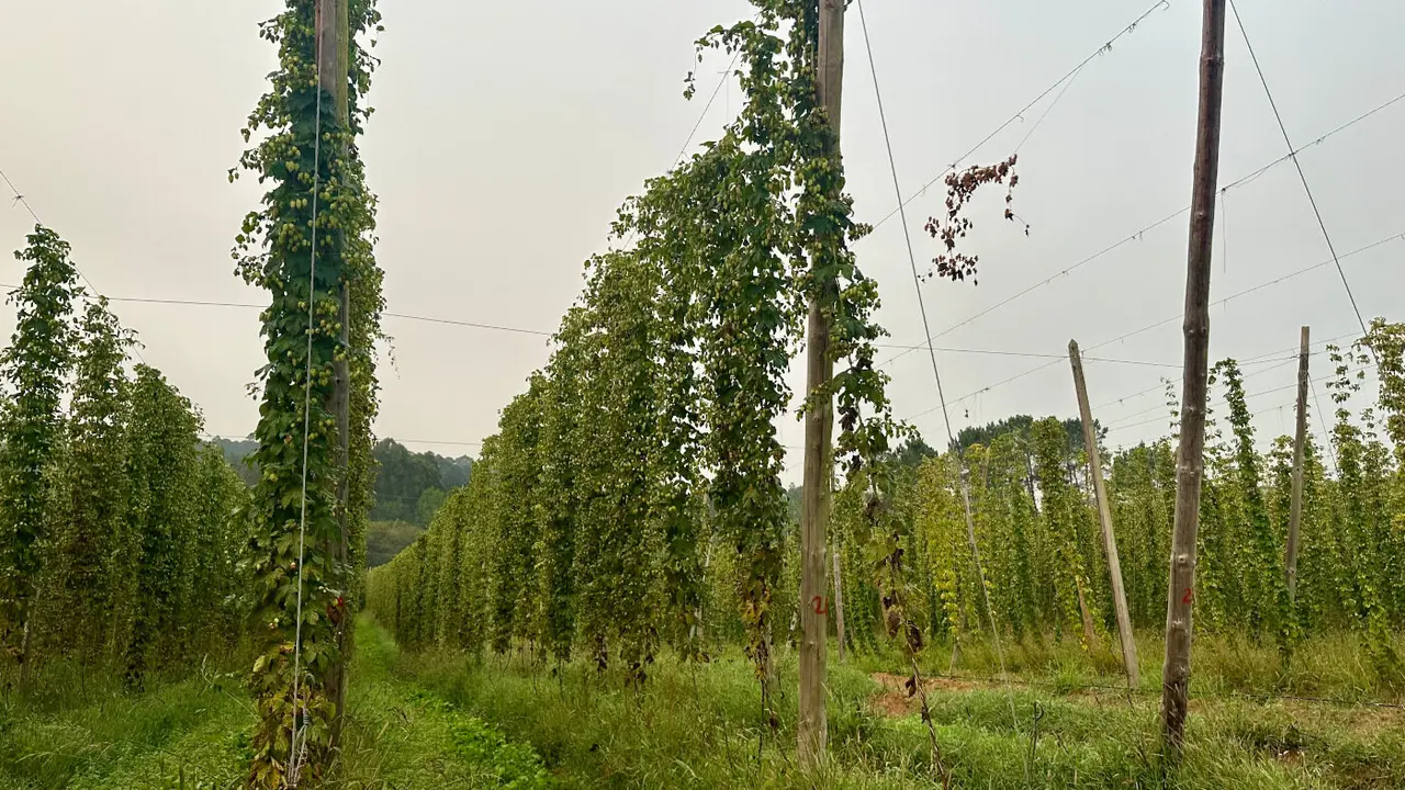 Cultivo de lúpulo de Hijos de Rivera.EP