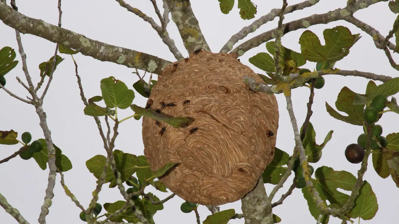 Un nido de velutina. AEP