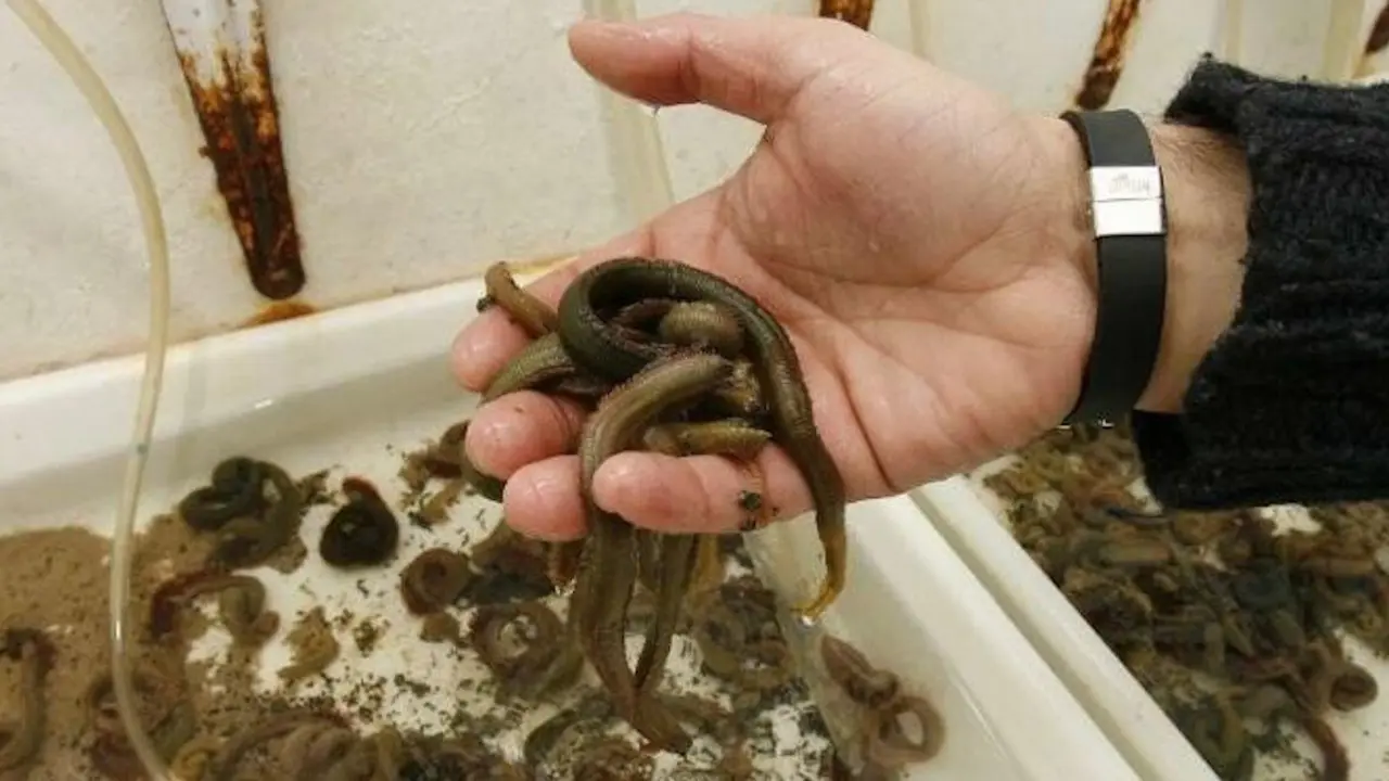 El año pasado pasaron por las lonjas gallegas 3.700 kilos de poliquetos. EP