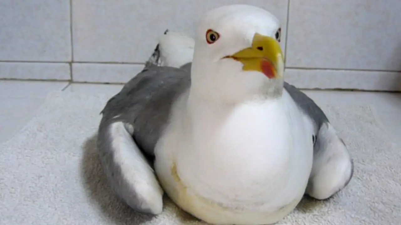 Una gaviota afectada por el síndrome parético. EP