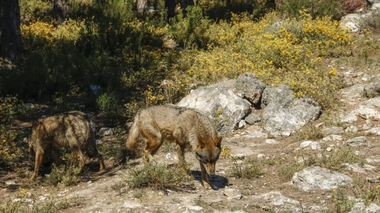 Ejemplares de lobo ibérico.UPA