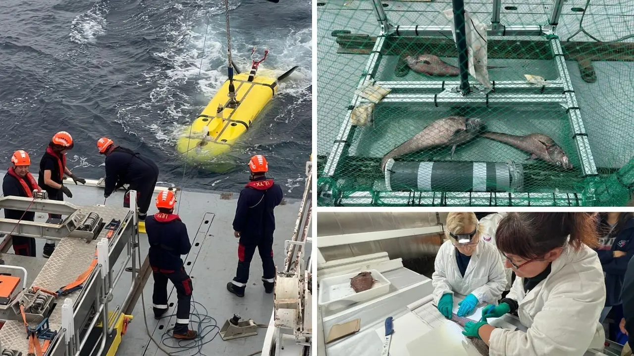 Ingenieros de la misión preparan el robot para una inmersión. Granaderos atrapados como muestras para su investigación.CNRS