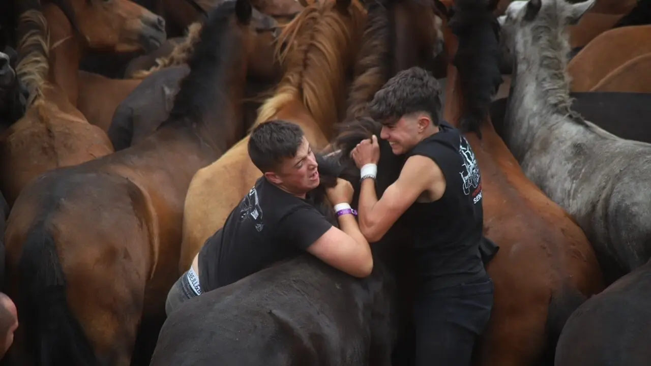 Rapa das Bestas de Sabucedo en su edición de 2024. DP