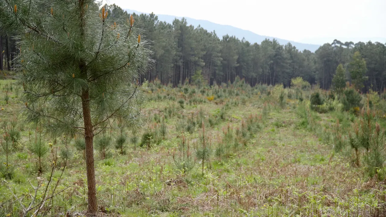 Una plantación de pino. Fundación Arume