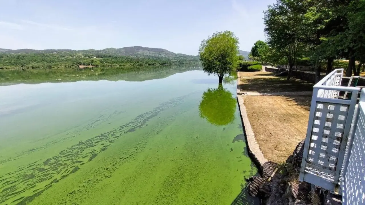 Episodio e cianobacterias en el río Limia.AMIGAS DA TERRA