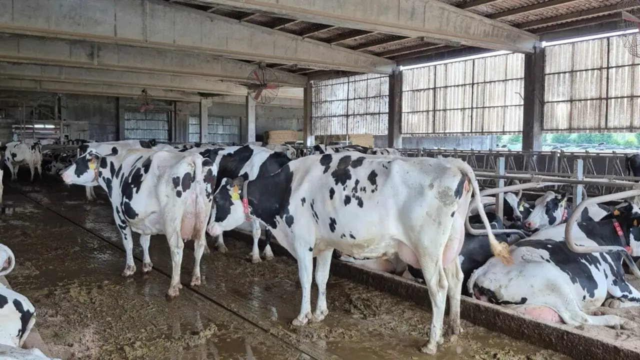 Vacas de la cooperativa A Estivada, en Vimianzo. CEDIDA