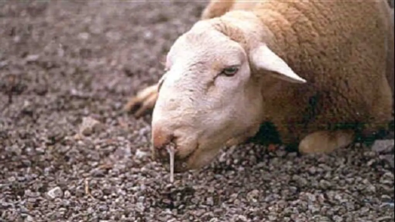 Oveja afectada por la lengua azul. MA