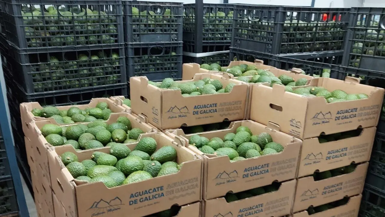 Recolecta de aguacates de Cultivos Miñoto. CEDIDA