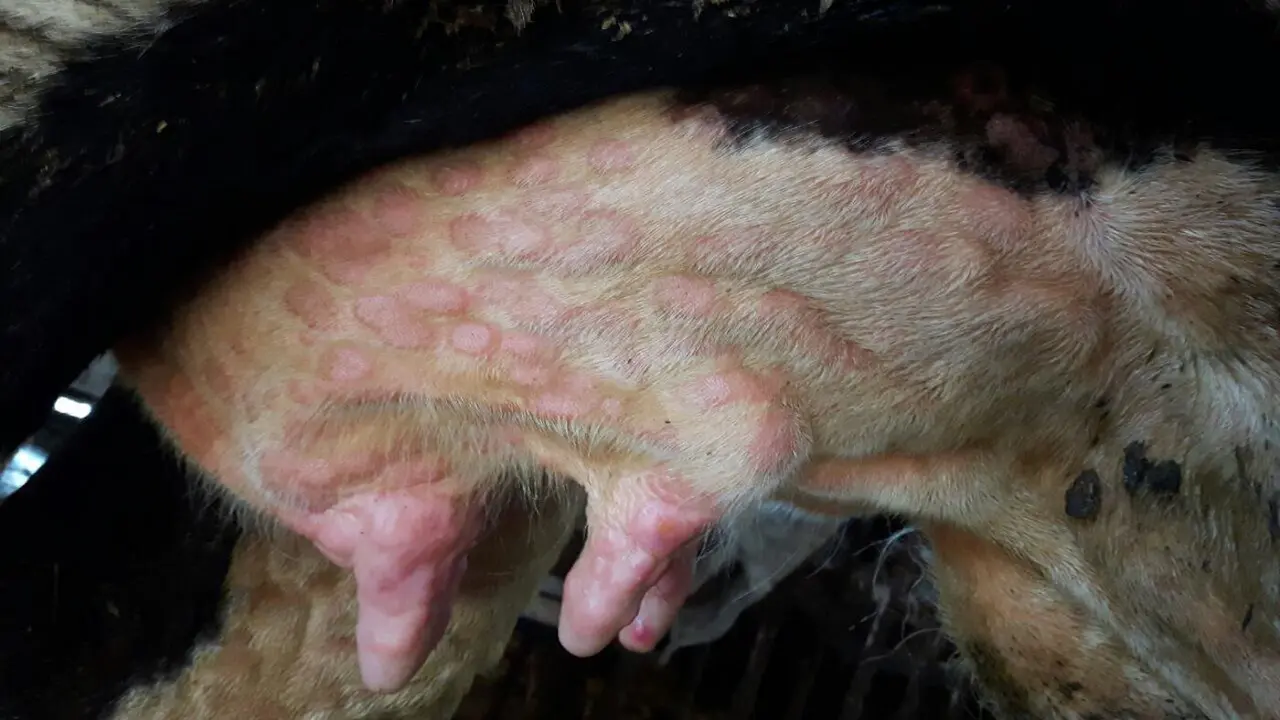 Dermatosis nodular contagiosa (DNC) en las ubres de una vaca. TSVIATKO ALEXANDROV (MINISTERIO DE AGRICULTURA)