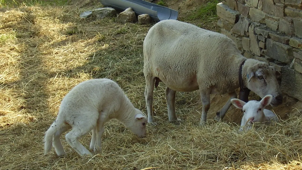 Ovejas en Trabada. AEP