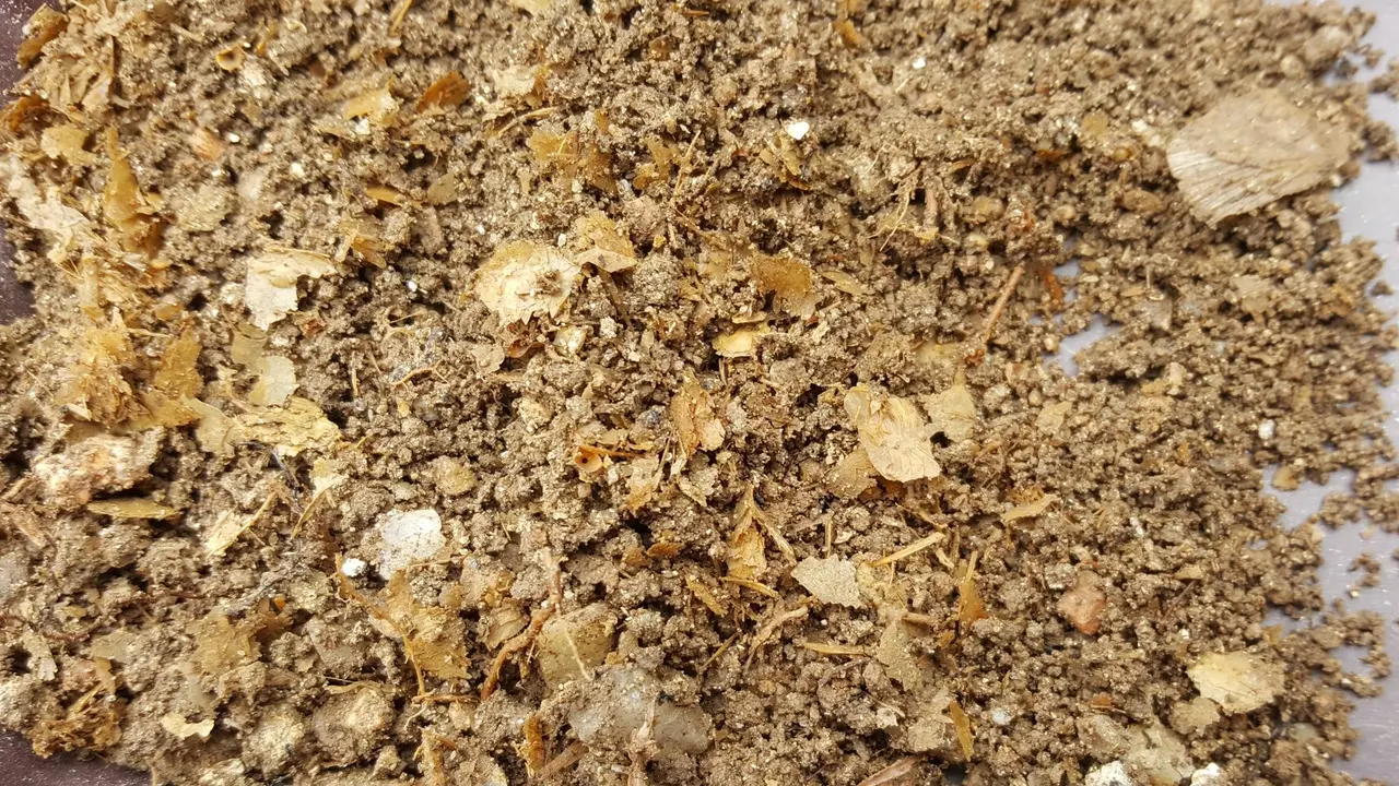 Restos de sardinas encontrados en una pila romana. CEDIDA