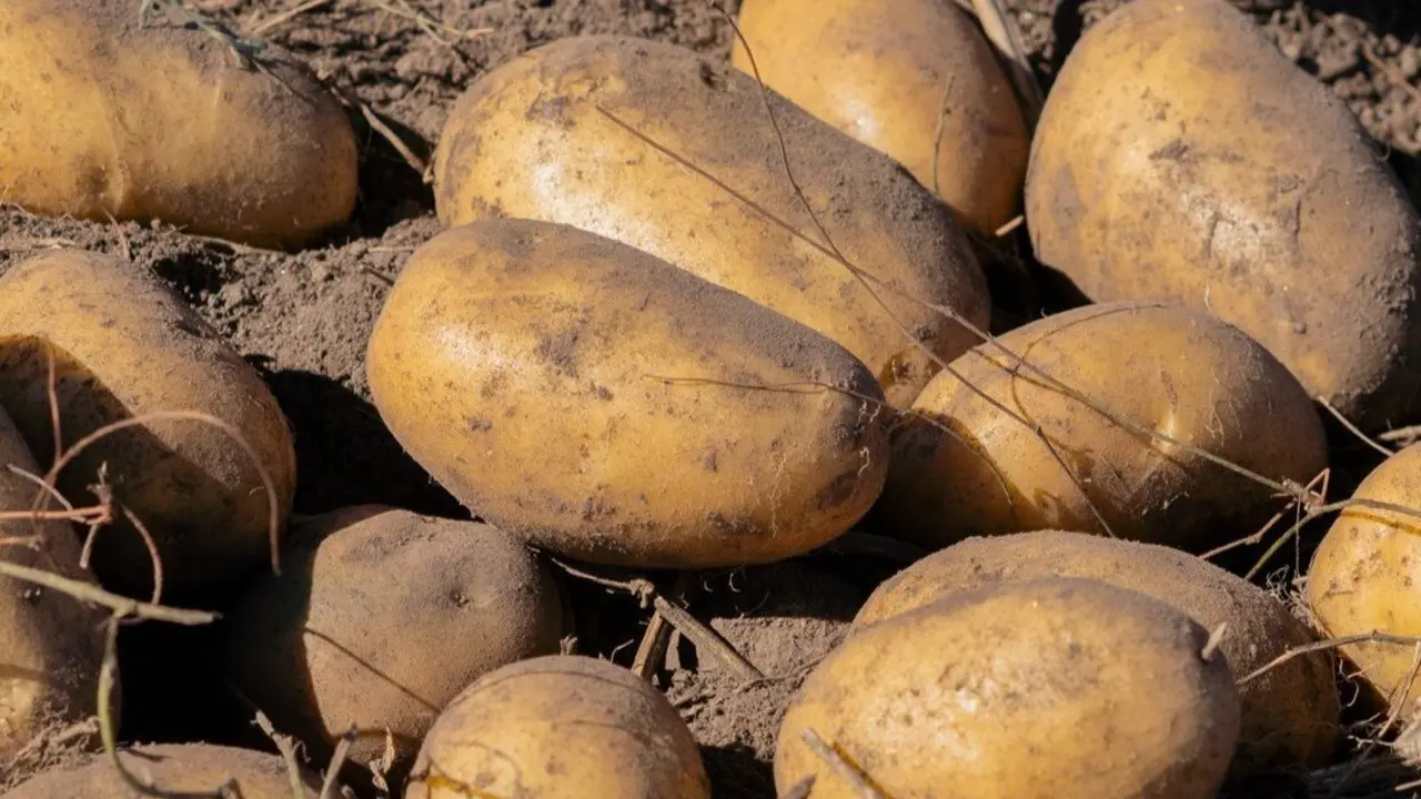 IXP Patata de Galicia. AEP