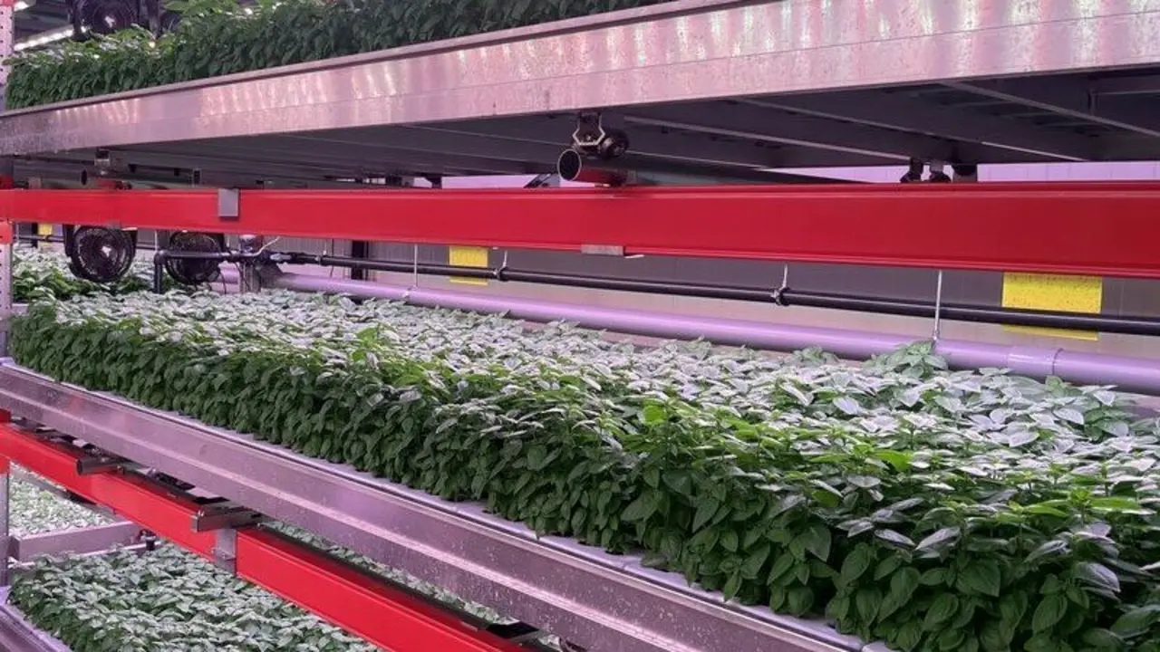 Uno de los cultivos de Néboda Farms, participada por Unirisco. EP