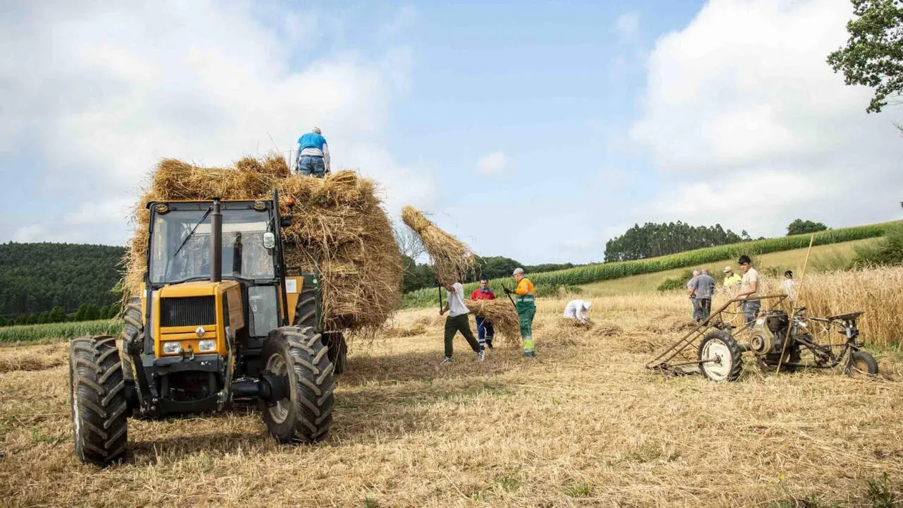 Trabajos agrarios. AEP.   	Gente recogiendo hierba en la Festa da Malla de Meira de 2025. Cosecha; siega; recolección; tractor; segadora; maquinaria pesada; agricultura