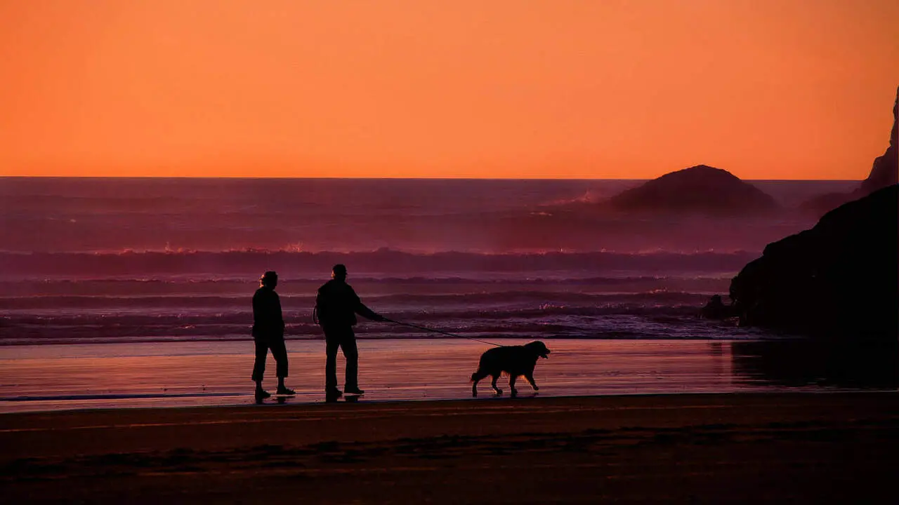 El Imserso permite esta temporada llevar a la mascota a los viajes. PIXABAY