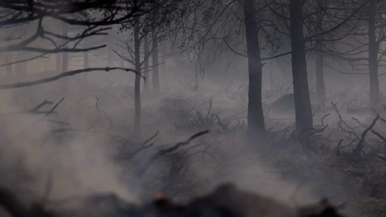 El rastro de un incendio forestal declarado en Cervantes este verano. VICTORIA RODRÍGUEZ