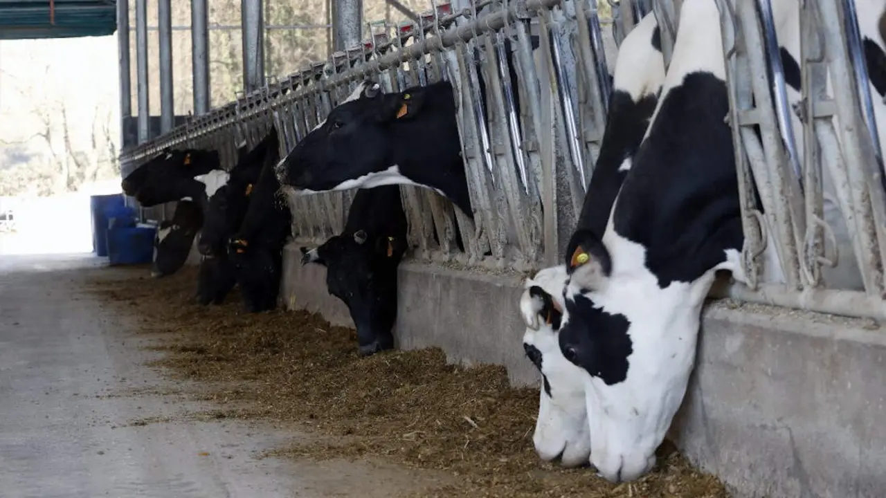 Vacas en el interior de una explotación láctea. AEP