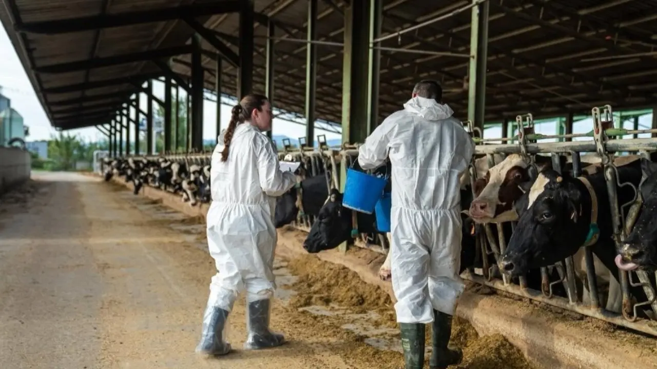 Proceso de vacunación enla zona afectada por la dermatosis nodular contagiosa. EUROPA PRESS