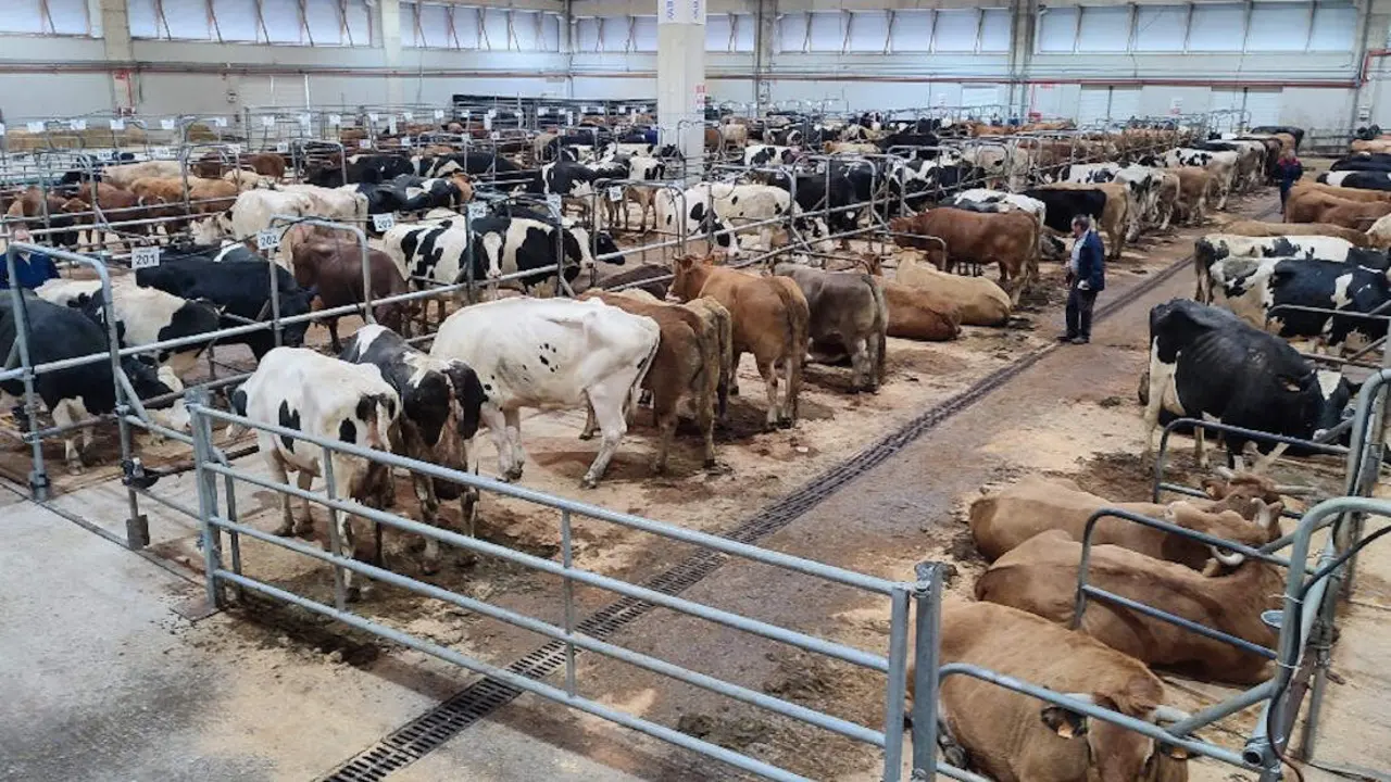 Ganado en la central agropecuaria de Silleda a inicios de año. AEP