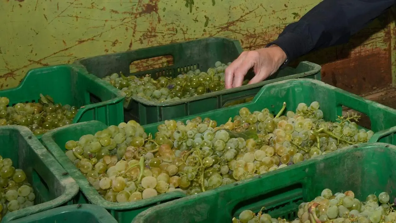 Cajas llenas de uva durante la vendimia. EP