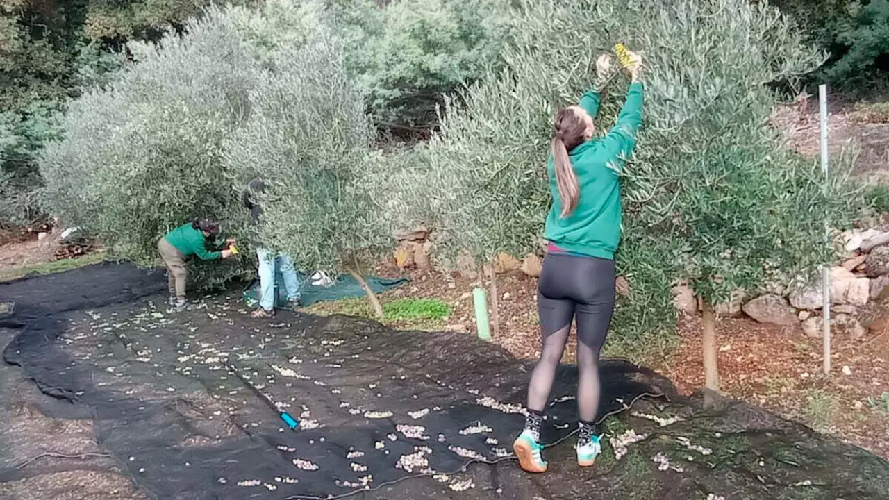 Recogida de aceituna para 'Colleita Propia' de Aceites Abril. EP