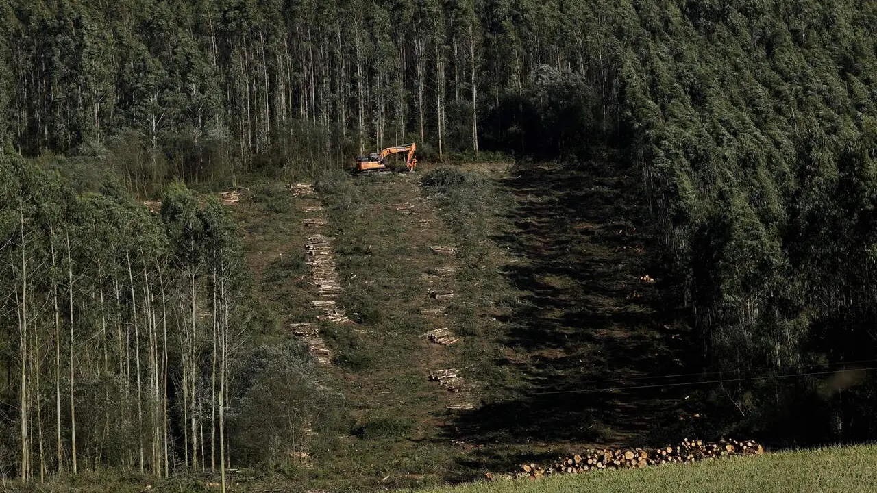 Tala de eucaliptos. EP