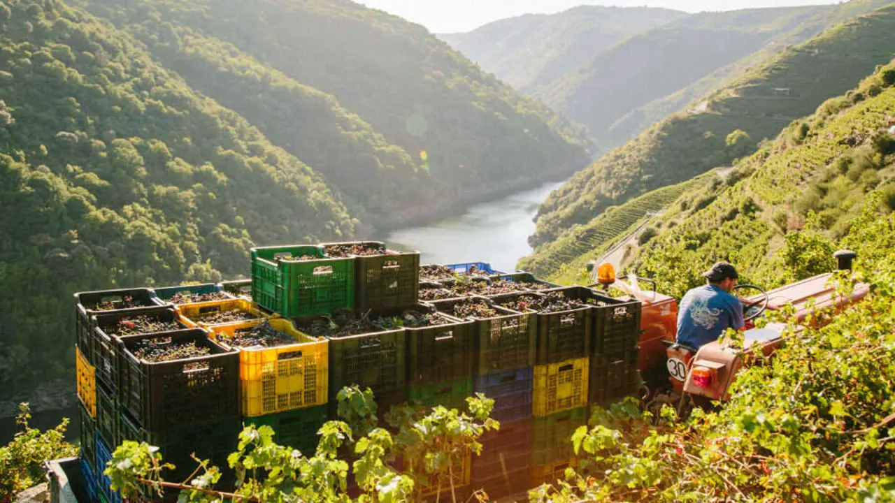 Vendimia Ribeira Sacra. EP