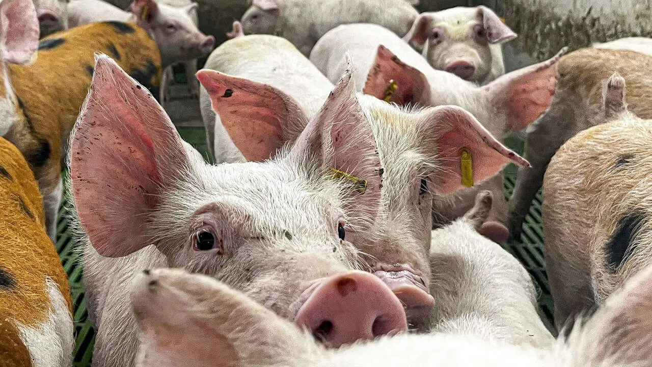 Una explotación de porcino. JAVIER BELVER (EFE)