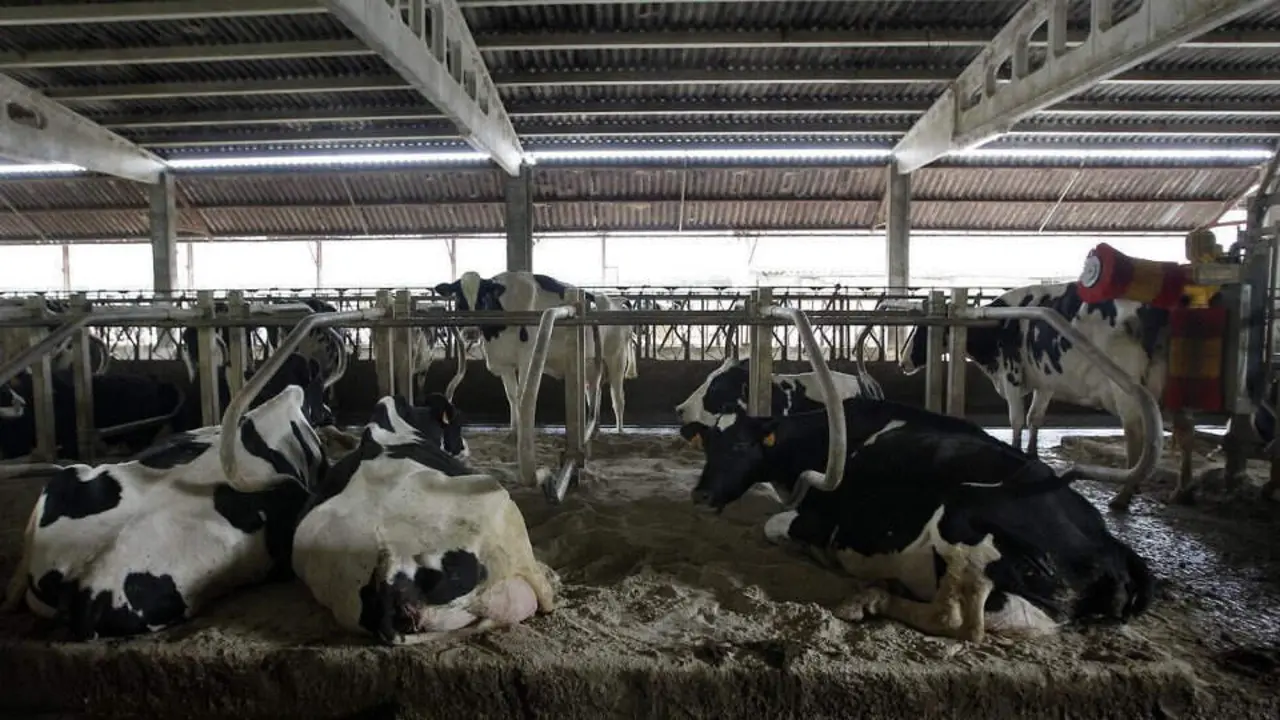 Vista del interior de una granja de vacas.AEP