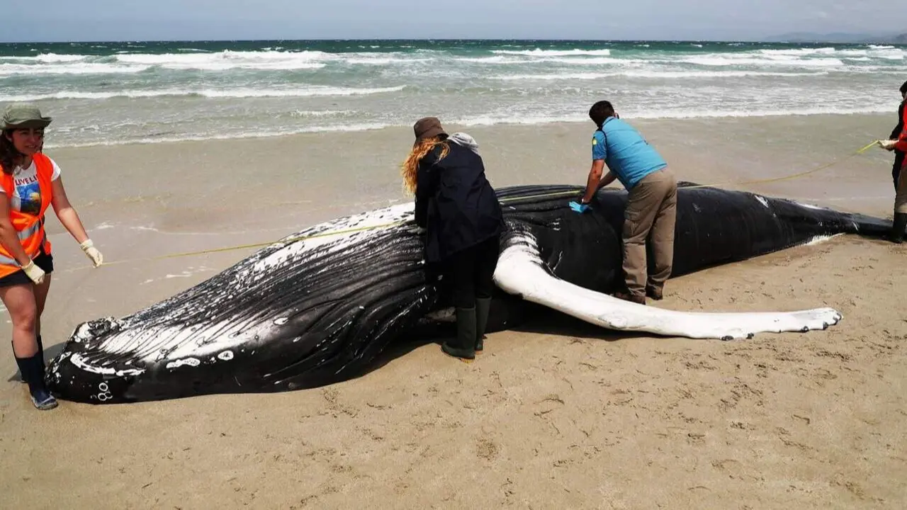Voluntarios de la Cemma examinan un ejemplar de ballena. EFE