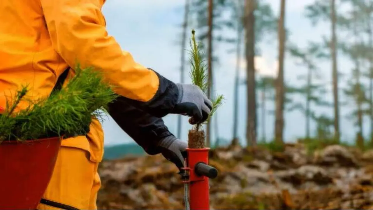 Proyecto de reforestaci&oacute;n.BBVA