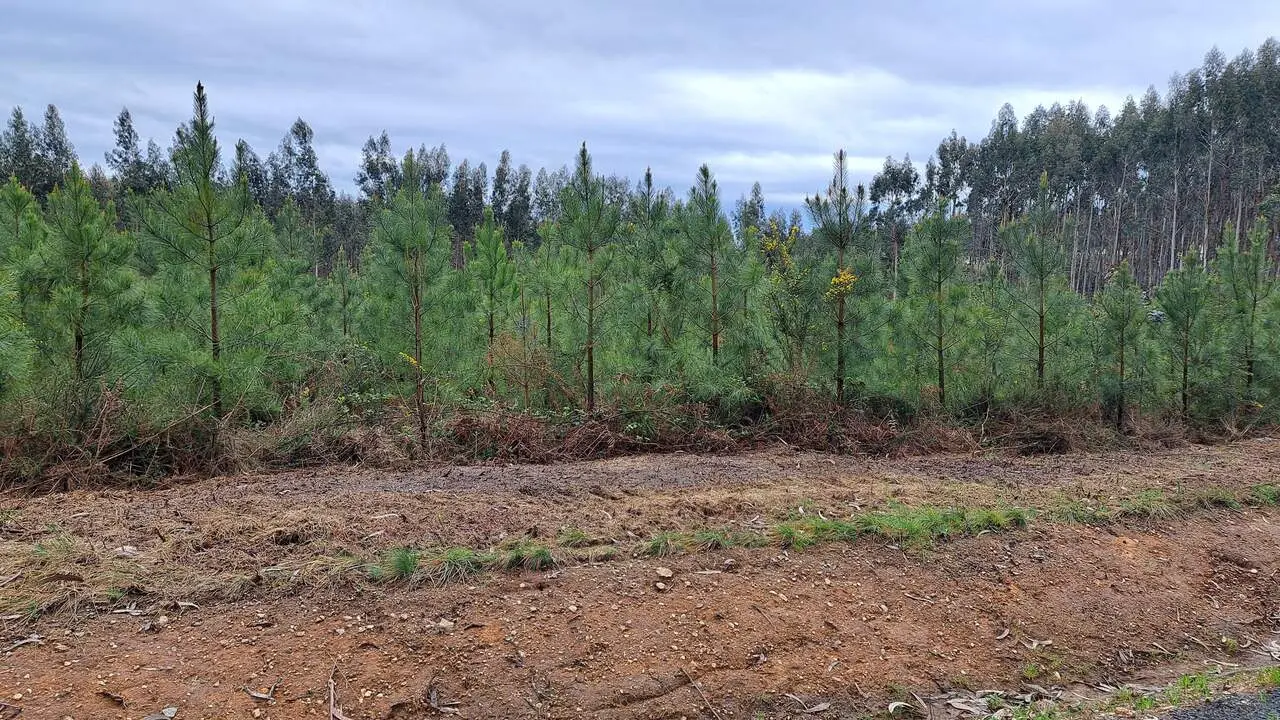 Plantaci&oacute;n de pino taeda. AEP