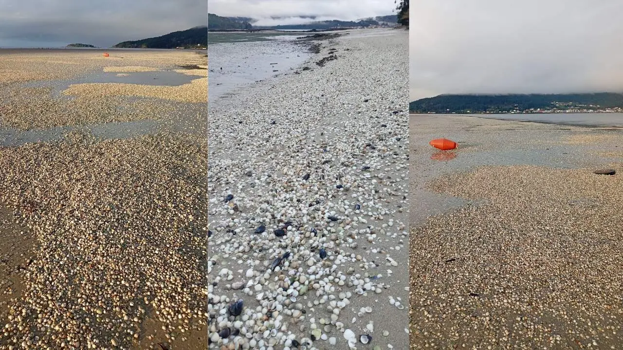 Las playas de la R&iacute;a de Noia llenas de berberecho muerto. CEDIDA