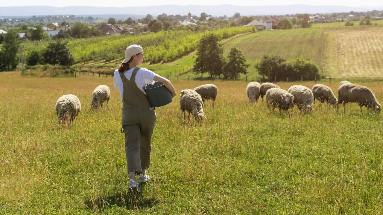 Pastora alimentando a ovejas. FREEPIK