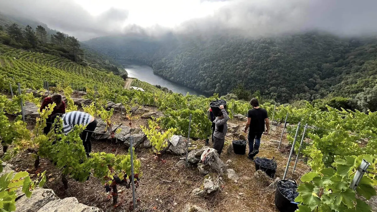 Vendimia en la Ribeira Sacra. EP