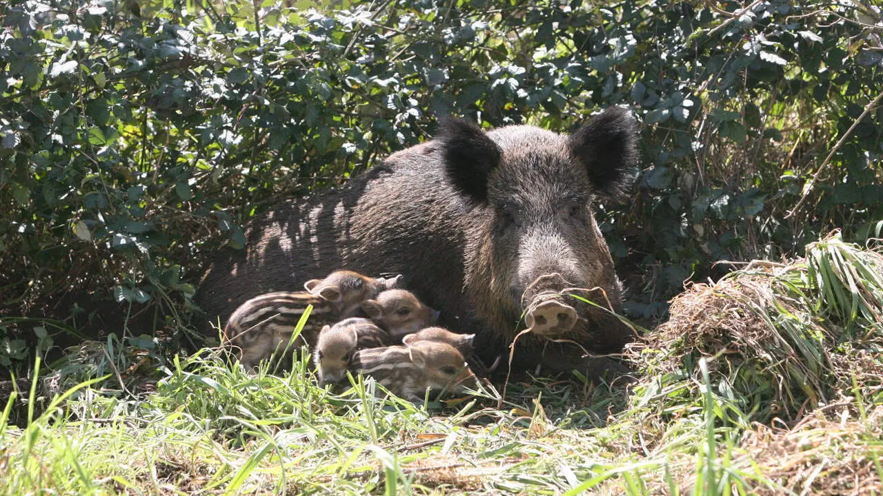 La Xunta calcula que hay m&aacute;s de 82.000 jabal&iacute;es en Galicia. AEP