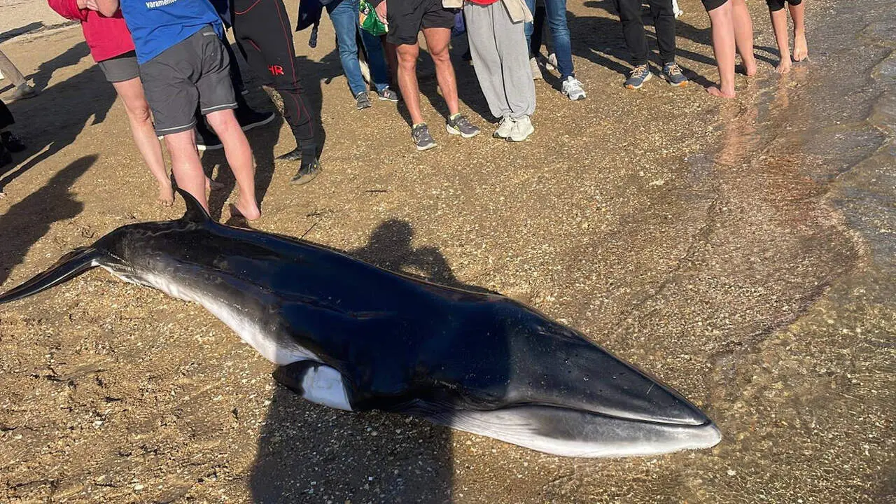 El cachorro de rorcual aliblanco varado este domingo, herido, en Oleiros. EP