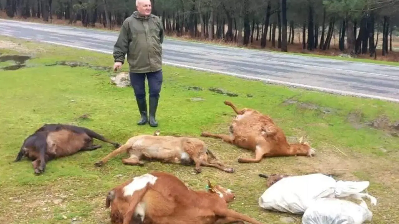 Celestino Barreiro, con algunas de sus cabras fallecidas. CRTVG