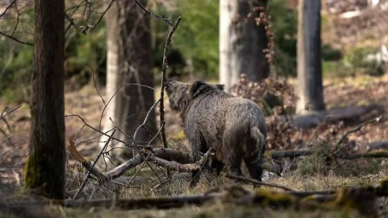 Un jabal&iacute;. AEP