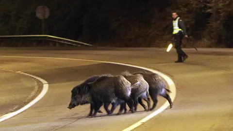 Imagen de archivo de un guardia civil dirigiendo a varios jabal&iacute;es que hab&iacute;an irrumpido en una carretera AEP