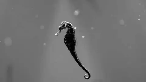 Un cabali&ntilde;o de mar no fondo do oc&eacute;ano. EFE