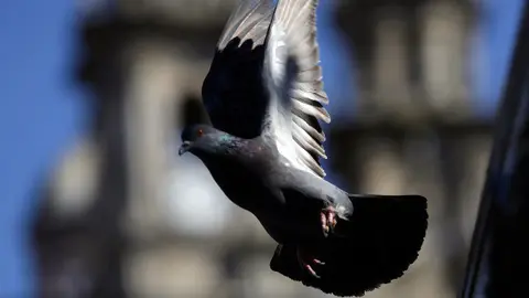 JAVI Pola tarde, cando poidades. Para informaci&oacute;n sobre palomas nas terrazas: por un lado, terrazas con palomas e, polo outro, xente alimentando aves na Ferreria ou os kioskos da praza vendendo millo para alimentar as aves. 