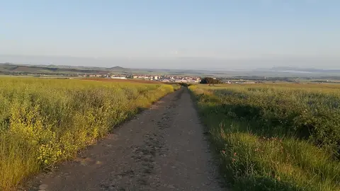 Vista del Camino con Santo Domingo de la Calzada al fondo. J.L.